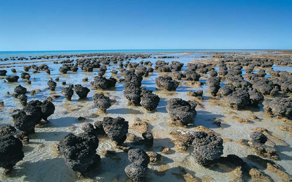 Hamelin Pool